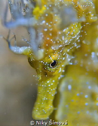 SEA HORSE by Niky Šímová 